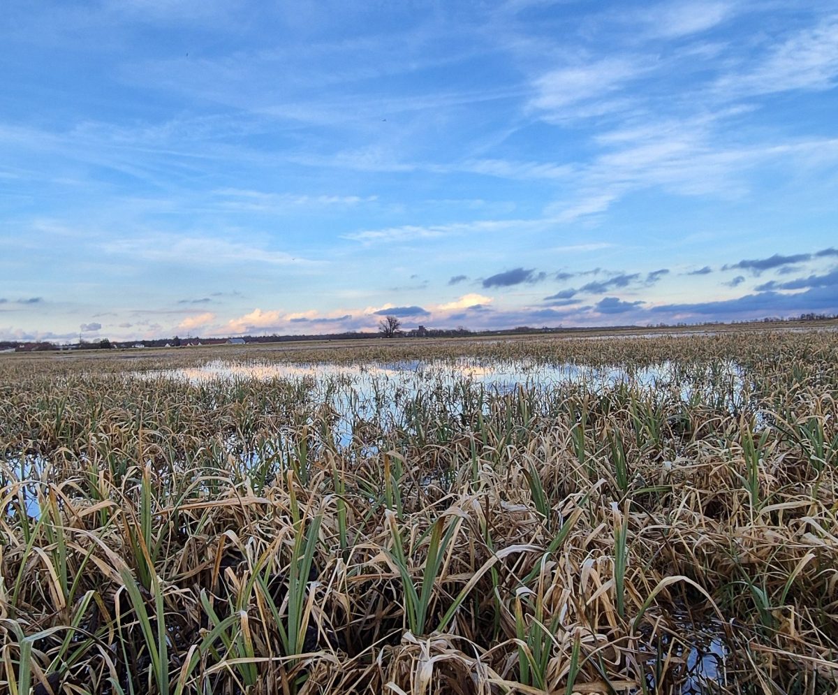 Alles kann, nichts&nbsp;muss